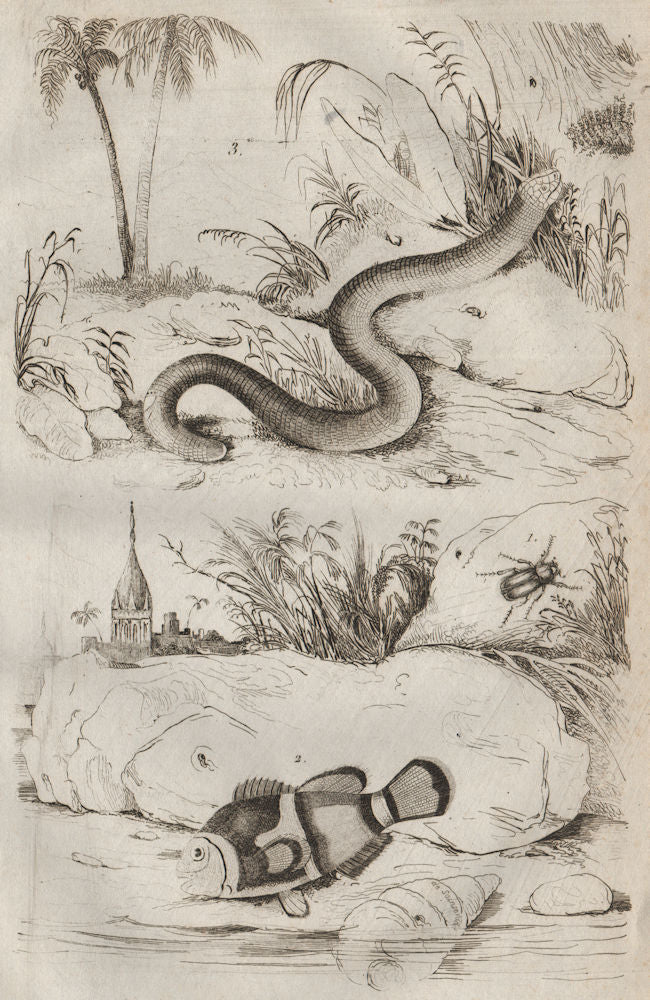 Amphicoma beetle. Amphiprion (clownfish). Amphisbaenia 1834 old antique print